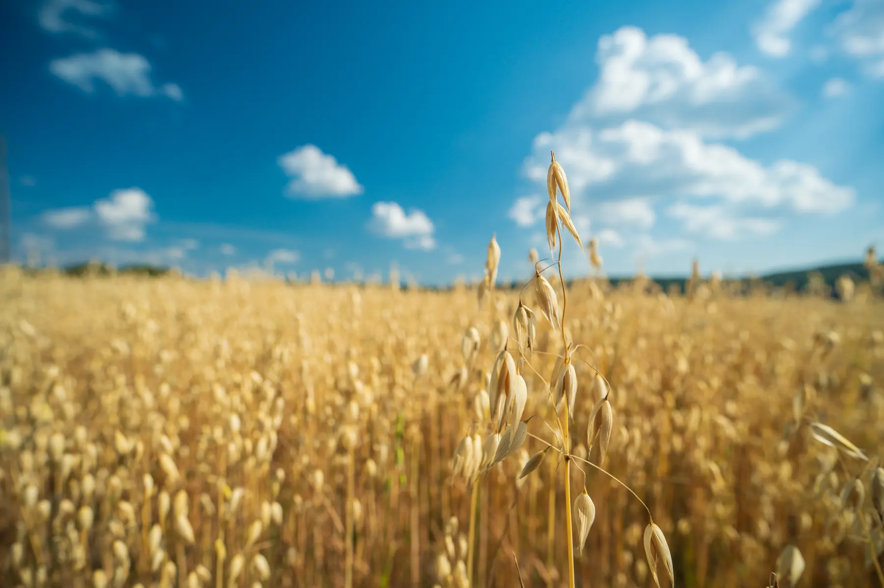 Oat field in summer