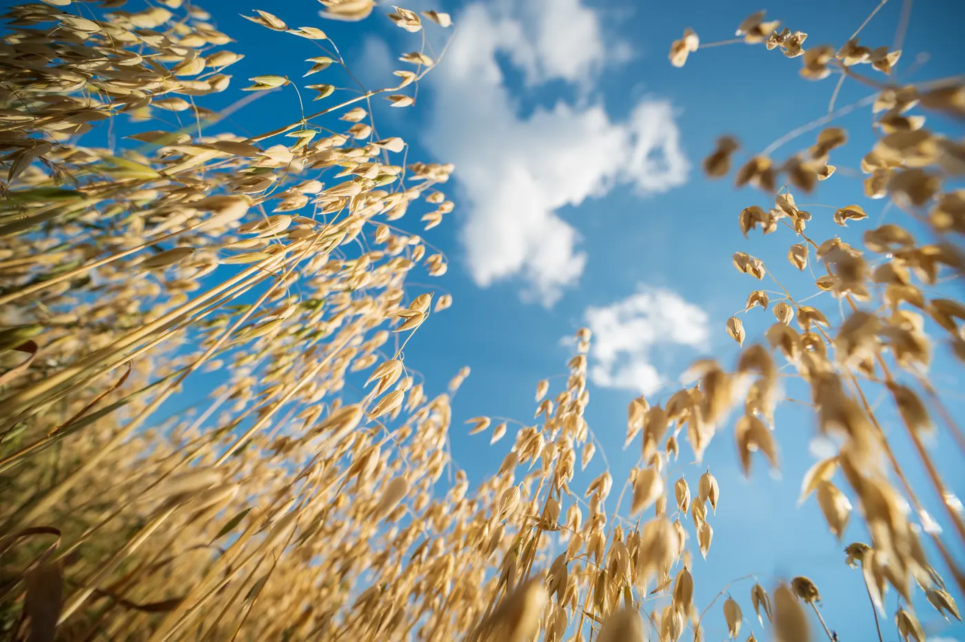 Ripe oat panicles against a blue sky